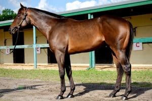 Fractional Ownership Race Horse Thoroughbred