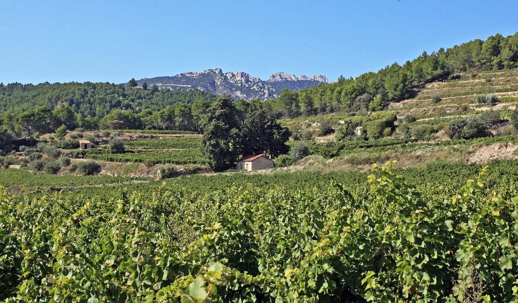 Beaumes-de-Venise Mont Les Dentelles